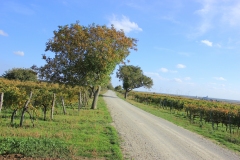 Radweg
